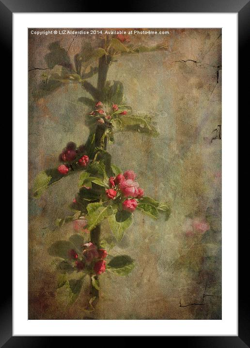 Apple Blossom Framed Mounted Print by LIZ Alderdice