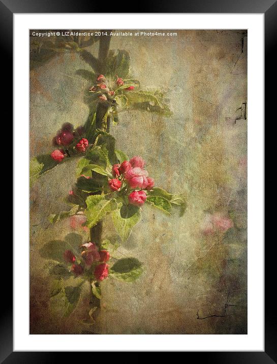 Apple Blossom Framed Mounted Print by LIZ Alderdice