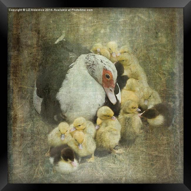 How Many Ducklings? Framed Print by LIZ Alderdice