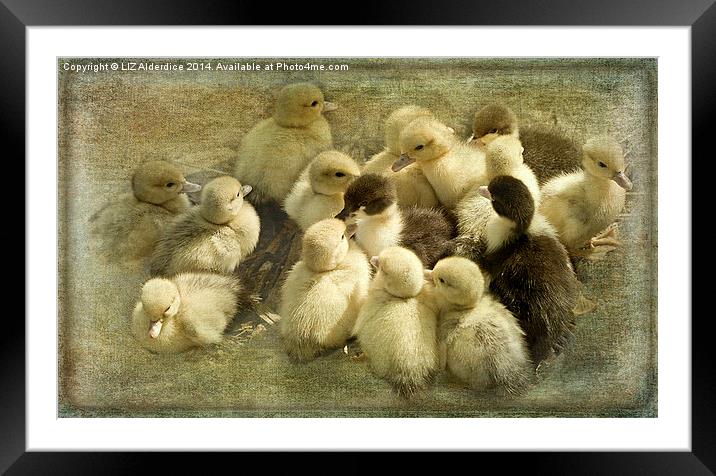 Ducklings Framed Mounted Print by LIZ Alderdice