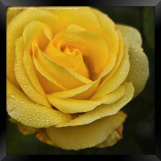 Yellow Rose with Raindrops Framed Print by LIZ Alderdice
