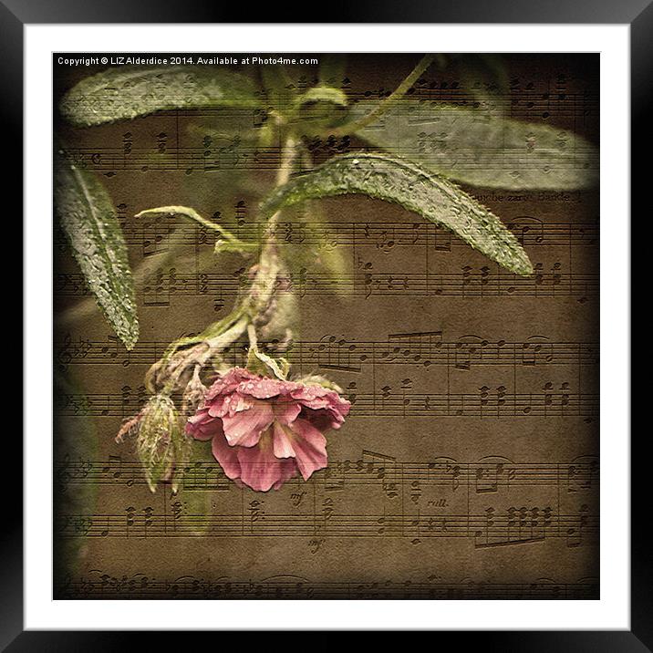 Music and Flowers Framed Mounted Print by LIZ Alderdice