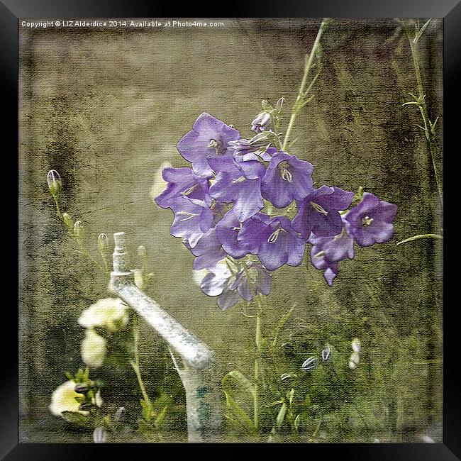 Canterbury Bells Framed Print by LIZ Alderdice