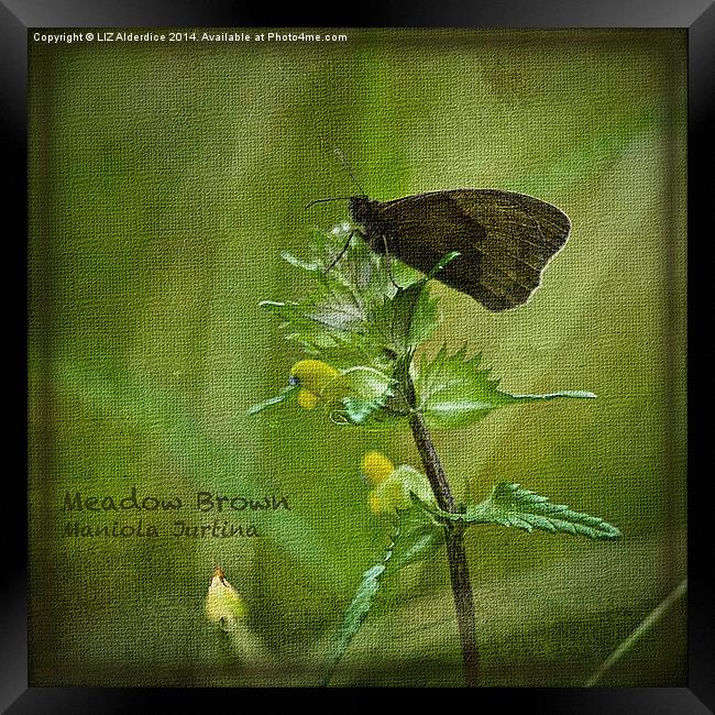 Meadow Brown Butterfly Framed Print by LIZ Alderdice