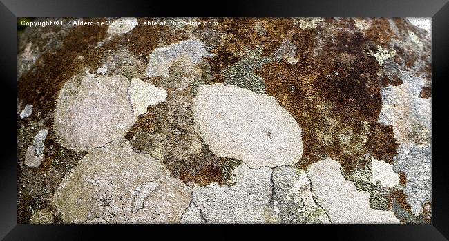  Crustose Lichen Framed Print by LIZ Alderdice