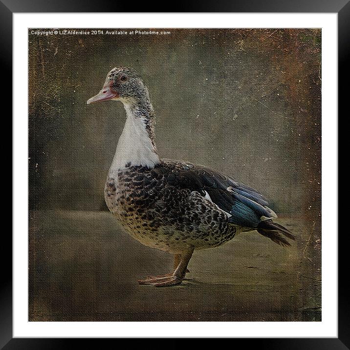  The Muscovy Framed Mounted Print by LIZ Alderdice