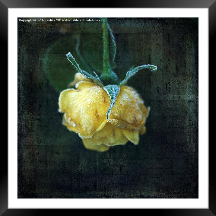  Yellow Winter Rose Framed Mounted Print by LIZ Alderdice