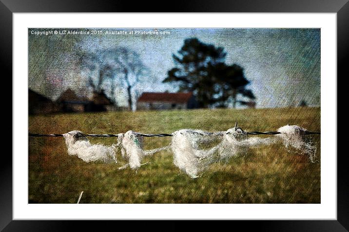  Fleece on the Wire Framed Mounted Print by LIZ Alderdice