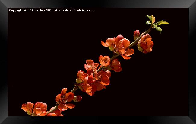 Red Flowering  Quince Framed Print by LIZ Alderdice