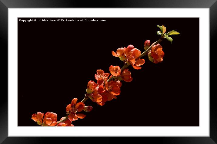 Red Flowering  Quince Framed Mounted Print by LIZ Alderdice