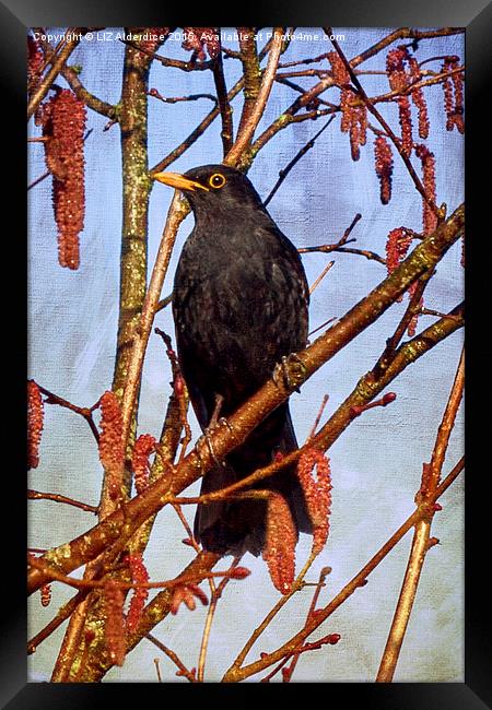 Goodbye Blackbird Goodbye  Framed Print by LIZ Alderdice