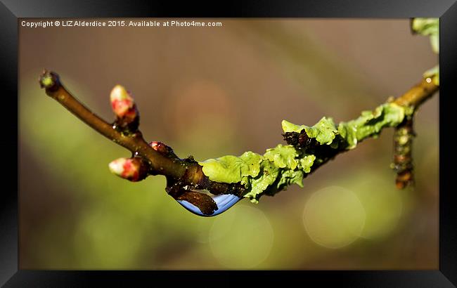  Lichen and Blue Skies Framed Print by LIZ Alderdice