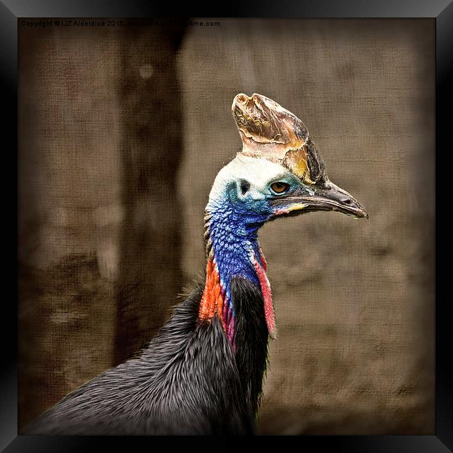  Cassowary  Framed Print by LIZ Alderdice