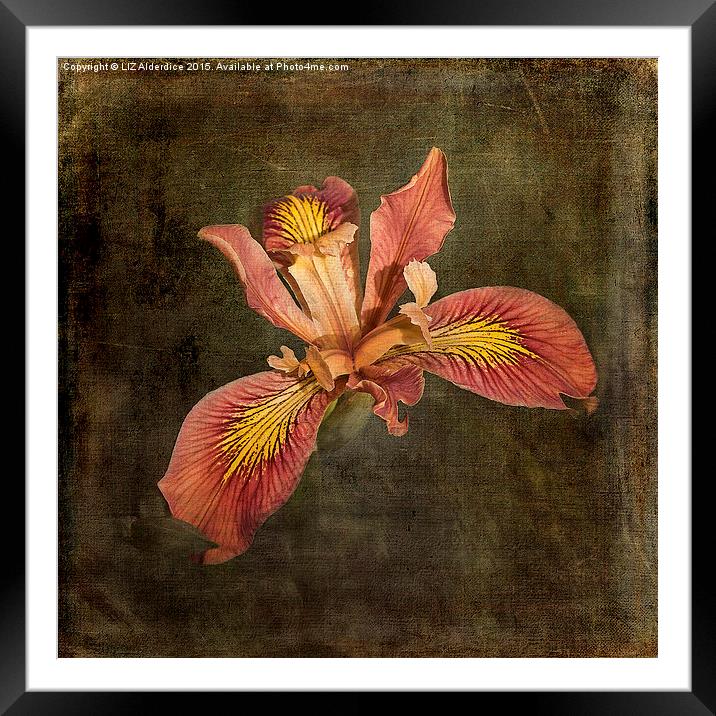  Iris - Desert Song Framed Mounted Print by LIZ Alderdice