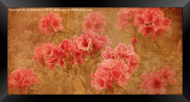  Vintage Floral Beauty Framed Print by LIZ Alderdice