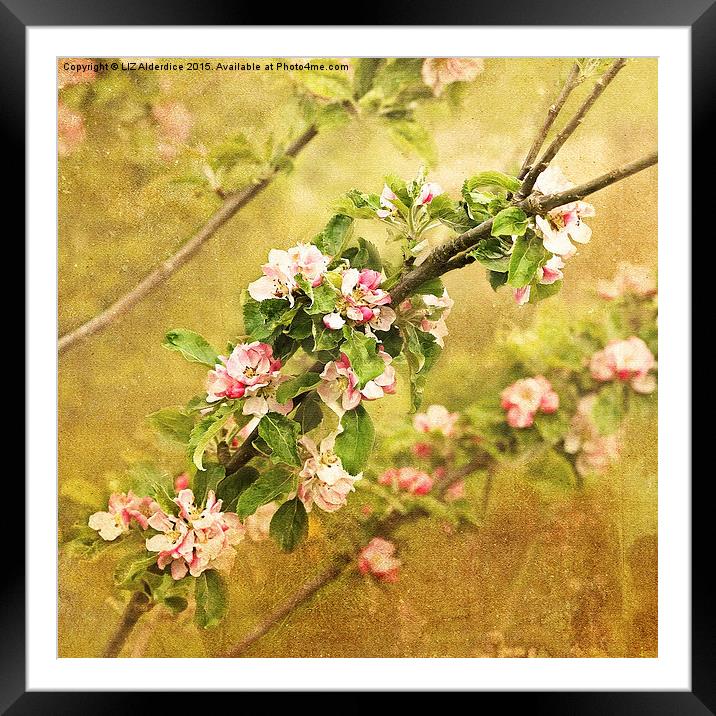 Delicate Beauty in Full Bloom Framed Mounted Print by LIZ Alderdice