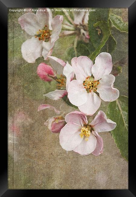 A Blossoming Symphony Framed Print by LIZ Alderdice