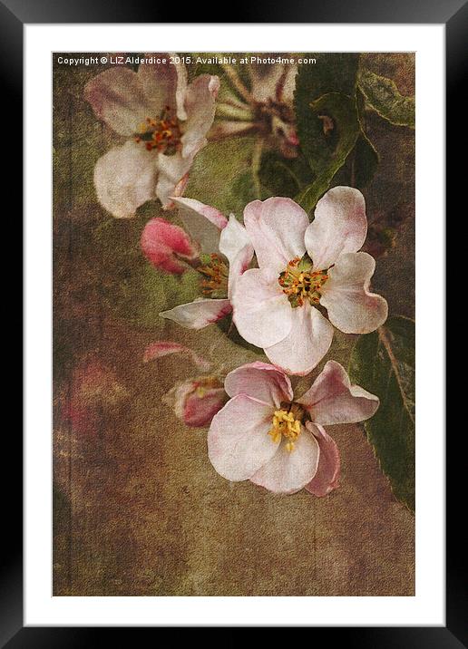 Blossoming Apple Orchard Framed Mounted Print by LIZ Alderdice