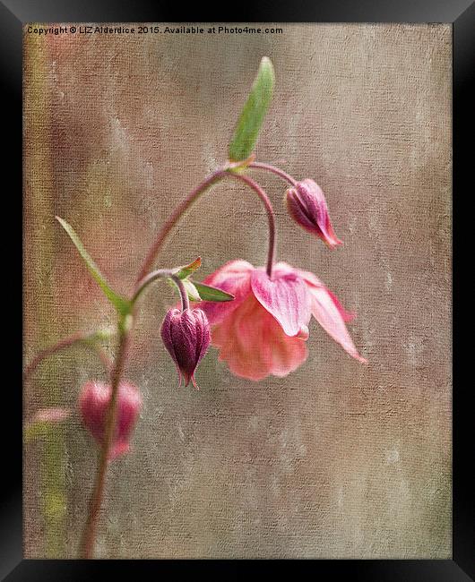  Columbine Framed Print by LIZ Alderdice