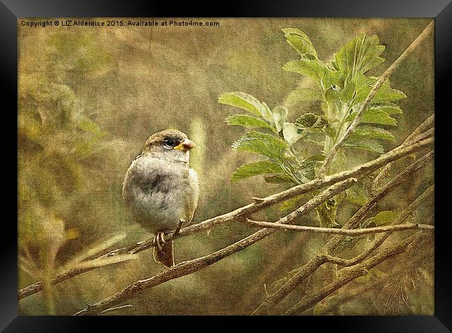  Young Sparrow Framed Print by LIZ Alderdice