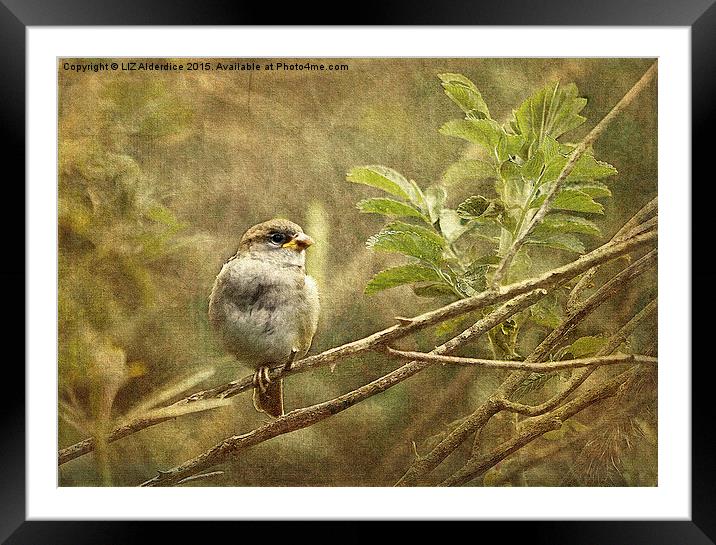 Young Sparrow Framed Mounted Print by LIZ Alderdice