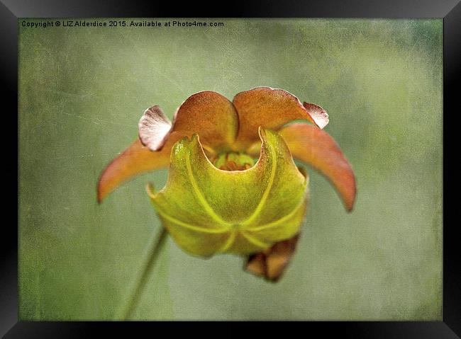  Pitcher Plant Flower Framed Print by LIZ Alderdice