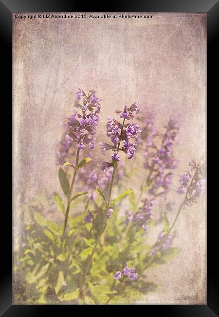  Sage in Flower Framed Print by LIZ Alderdice
