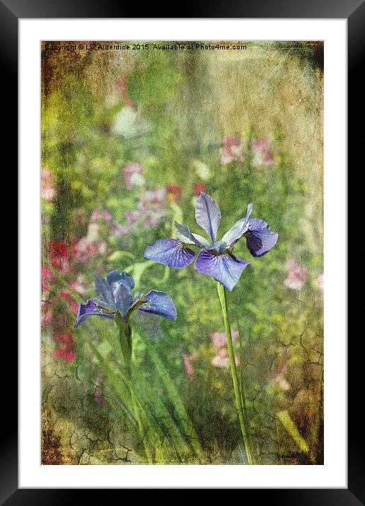  Cottage Garden Blues Framed Mounted Print by LIZ Alderdice