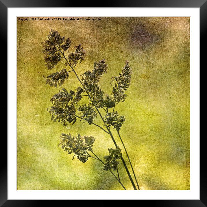  Grass Flower (3) Framed Mounted Print by LIZ Alderdice