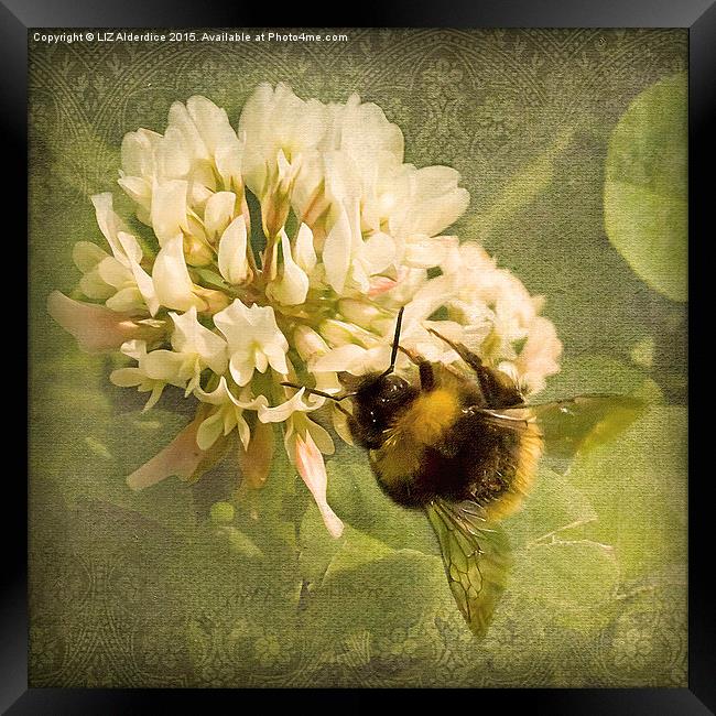  Bee on White Clover Framed Print by LIZ Alderdice