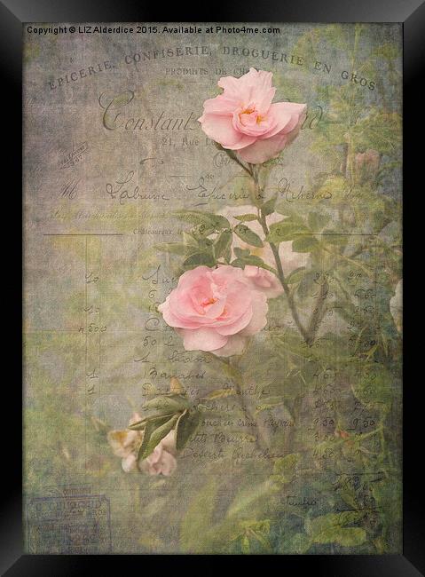  Vintage Rose Poster Framed Print by LIZ Alderdice