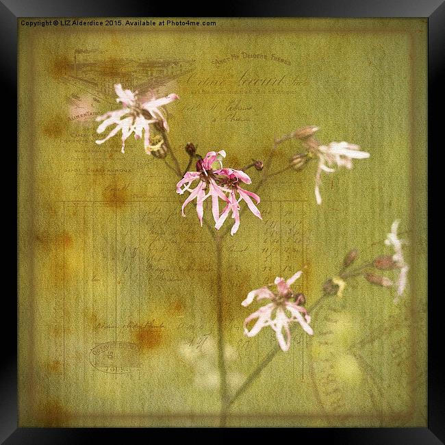 Ragged Robin on French Papers Framed Print by LIZ Alderdice
