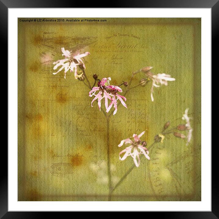 Ragged Robin on French Papers Framed Mounted Print by LIZ Alderdice