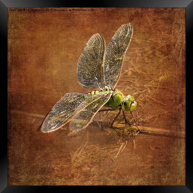  Green Dragonfly Framed Print by LIZ Alderdice