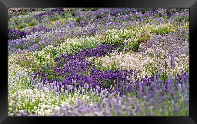  The Lavender Garden Framed Print by LIZ Alderdice