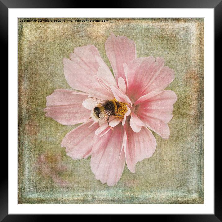 Busy Bee Framed Mounted Print by LIZ Alderdice
