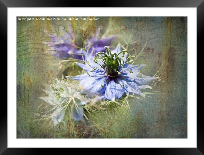 Love in a Mist  Framed Mounted Print by LIZ Alderdice