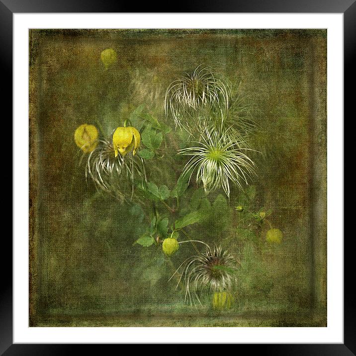 Clematis Tangutica Framed Mounted Print by LIZ Alderdice