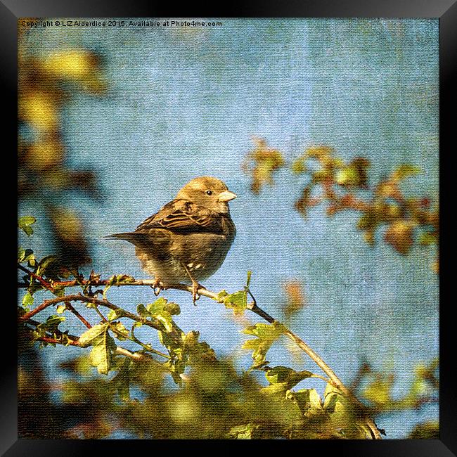  Little Sparrow Framed Print by LIZ Alderdice