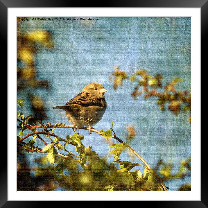  Little Sparrow Framed Mounted Print by LIZ Alderdice