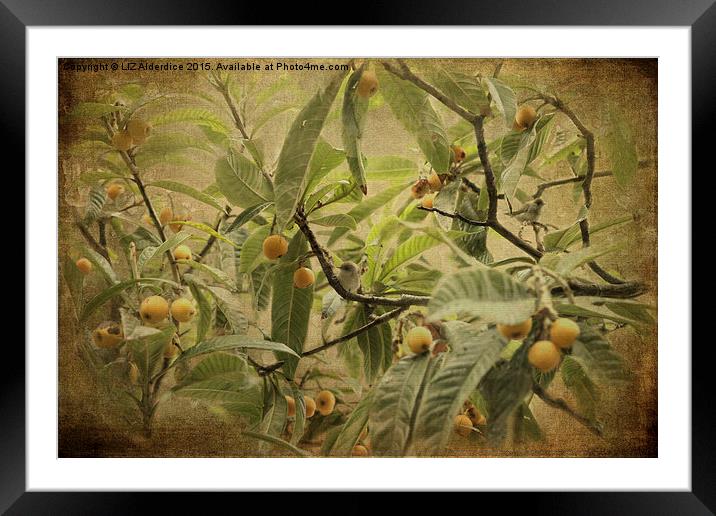  Blackcaps and Lemons Framed Mounted Print by LIZ Alderdice