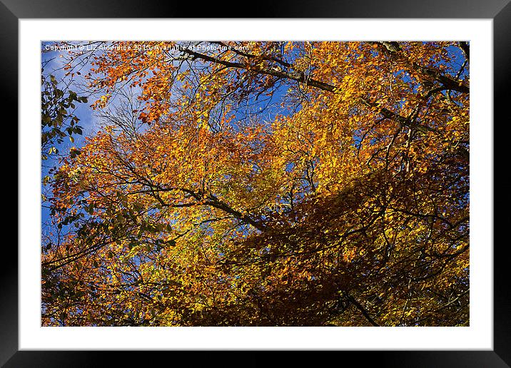  Autumn Leaves Framed Mounted Print by LIZ Alderdice
