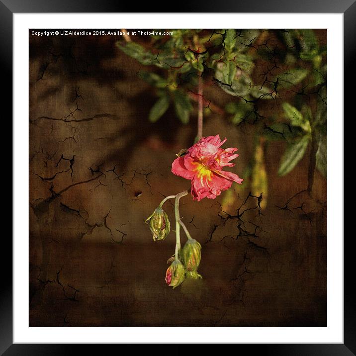  Rock Rose Framed Mounted Print by LIZ Alderdice