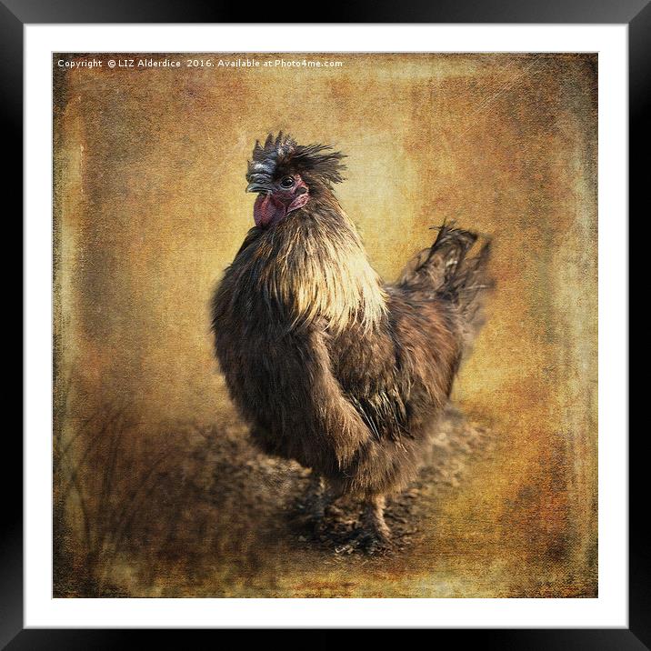 Silkie Cross Framed Mounted Print by LIZ Alderdice