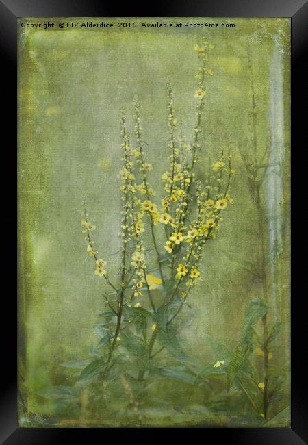 Yellow Verbascum Flowers Framed Print by LIZ Alderdice