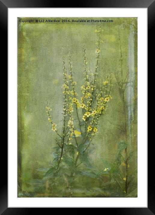 Yellow Verbascum Flowers Framed Mounted Print by LIZ Alderdice