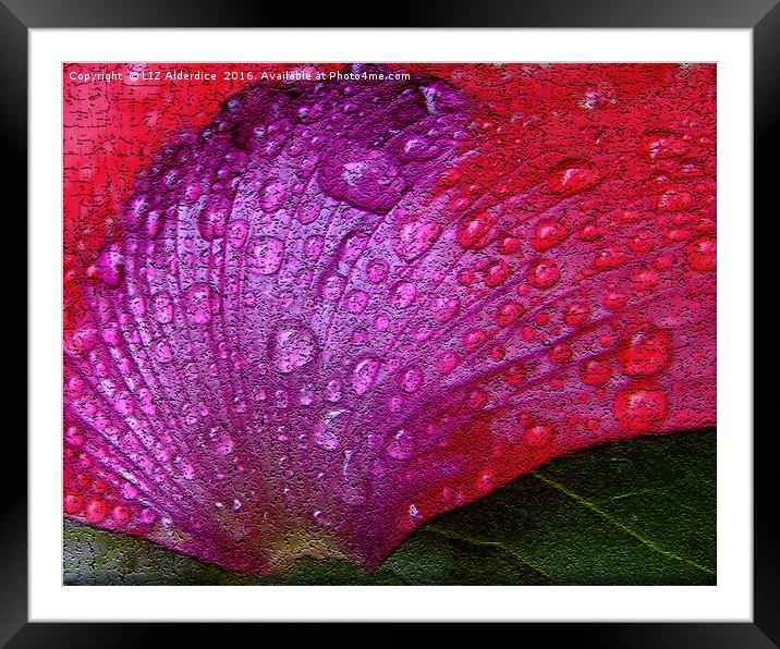 Poppy Petal Abstract Framed Mounted Print by LIZ Alderdice