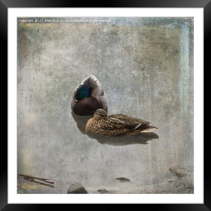 Mallards - Nap Time Framed Mounted Print by LIZ Alderdice