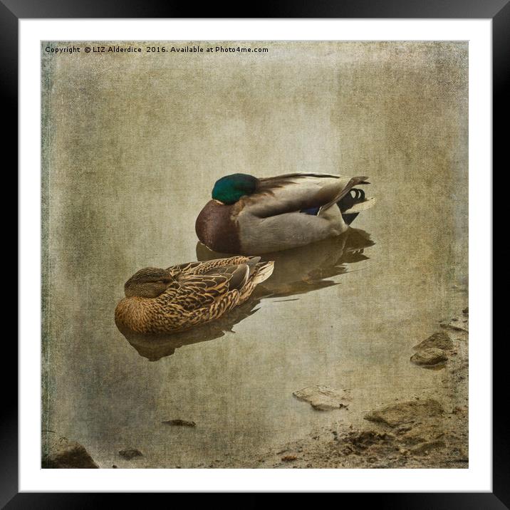 Sleepy Ducks Framed Mounted Print by LIZ Alderdice