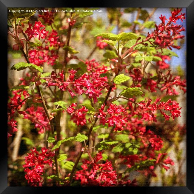 Ribes Sanguineum  Framed Print by LIZ Alderdice